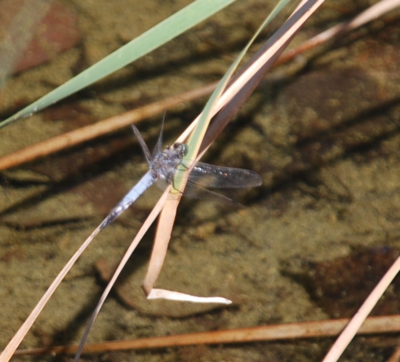 Odonata da identificare!!!